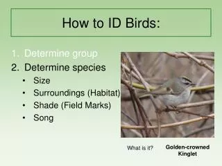 How to ID Birds: