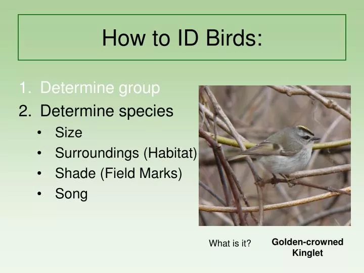 how to id birds