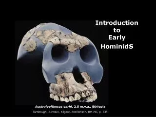 Australopithecus garhi , 2.5 m.y.a., Ethiopia Turnbaugh, Jurmain, Kilgore, and Nelson, 8th ed., p. 235