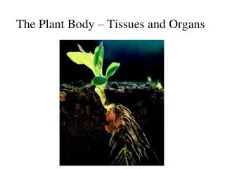 The Plant Body – Tissues and Organs