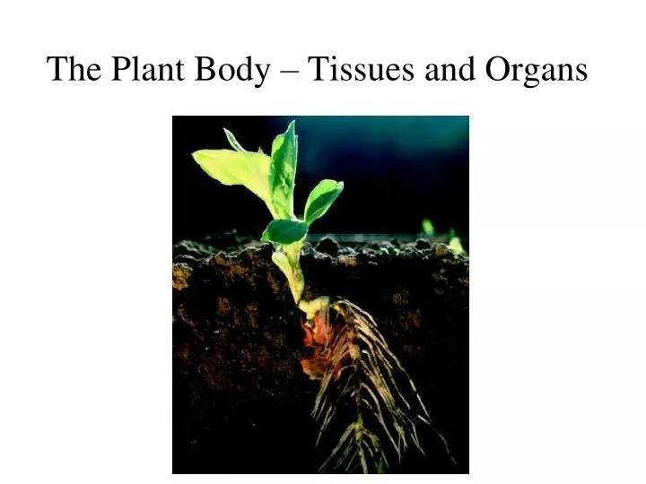 the plant body tissues and organs