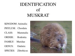 IDENTIFICATION of MUSKRAT