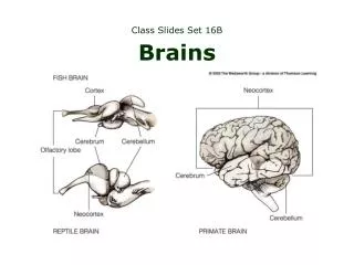 Class Slides Set 16B Brains