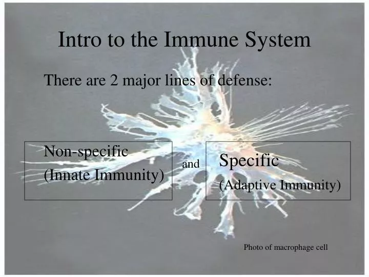 intro to the immune system