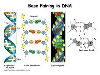 Base Pairing in DNA