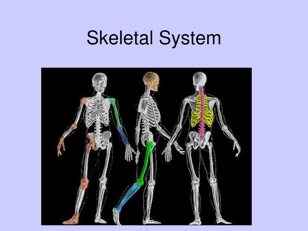 PPT - Skeletal System PowerPoint Presentation, free download - ID:378460