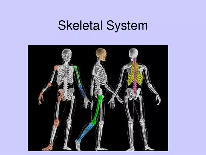skeletal system