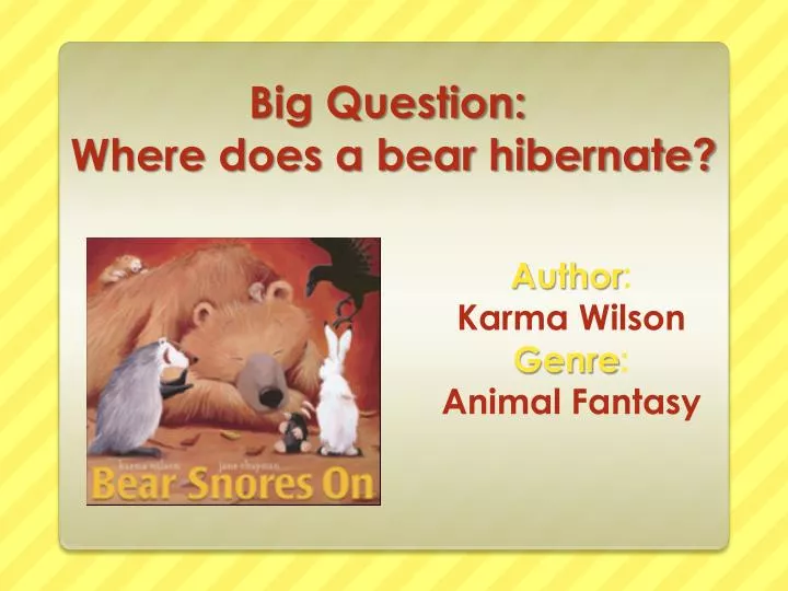 big question where does a bear hibernate