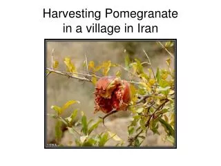 Harvesting Pomegranate in a village in Iran