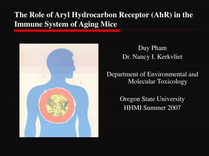 the role of aryl hydrocarbon receptor ahr in the immune system of aging mice