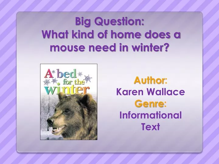 big question what kind of home does a mouse need in winter