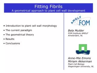 Fitting Fibrils A geometrical approach to plant cell wall development