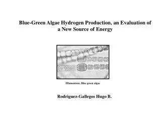 Blue-Green Algae Hydrogen Production, an Evaluation of a New Source of Energy