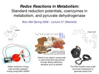 Redox Reactions in Metabolism: Standard reduction potentials, coenzymes in metabolism, and pyruvate dehydrogenase
