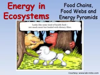 Energy in Ecosystems