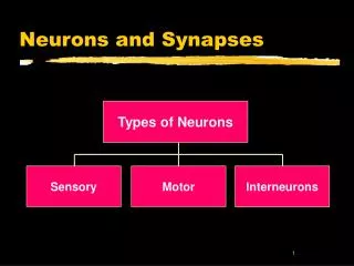 Neurons and Synapses