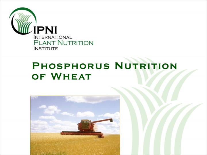 phosphorus nutrition of wheat