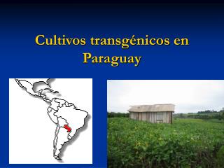 Cultivos transgénicos en Paraguay