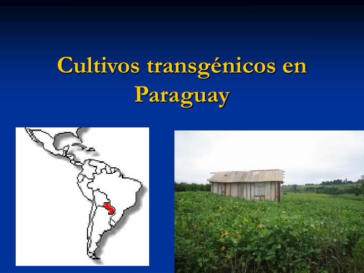 cultivos transg nicos en paraguay