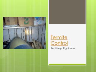 Termite Control – Real Help, Right Now