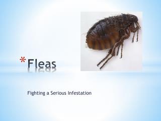 Fleas – Fighting a Serious Infestation