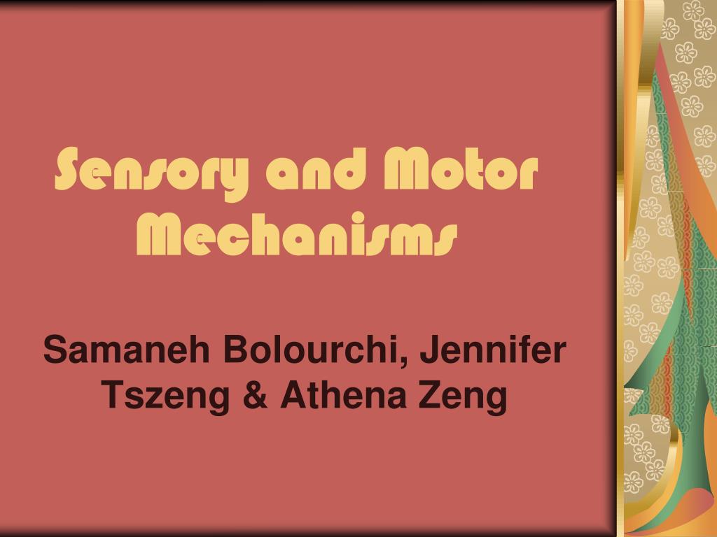 PPT - Sensory and Motor Mechanisms PowerPoint Presentation, free ...
