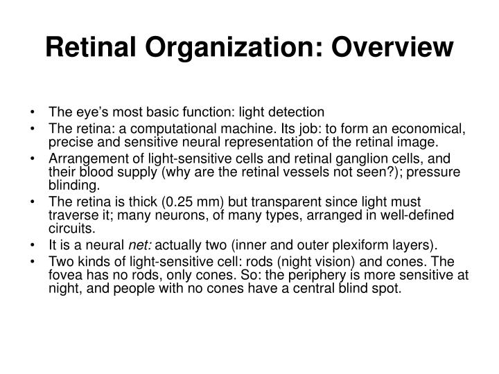 retinal organization overview