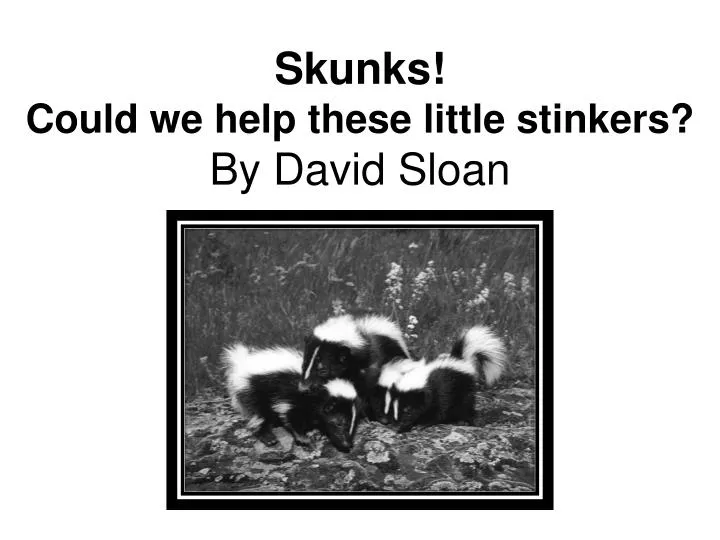 skunks could we help these little stinkers by david sloan