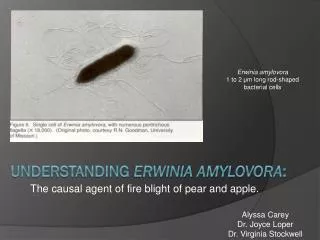 Understanding Erwinia Amylovora :