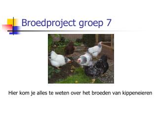Broedproject groep 7