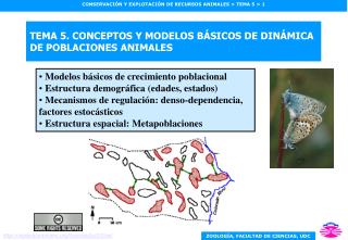 TEMA 5. CONCEPTOS Y MODELOS BÁSICOS DE DINÁMICA DE POBLACIONES ANIMALES