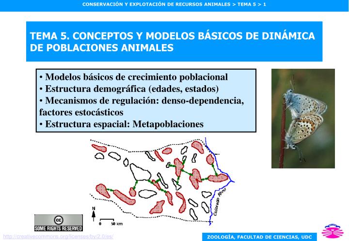 tema 5 conceptos y modelos b sicos de din mica de poblaciones animales
