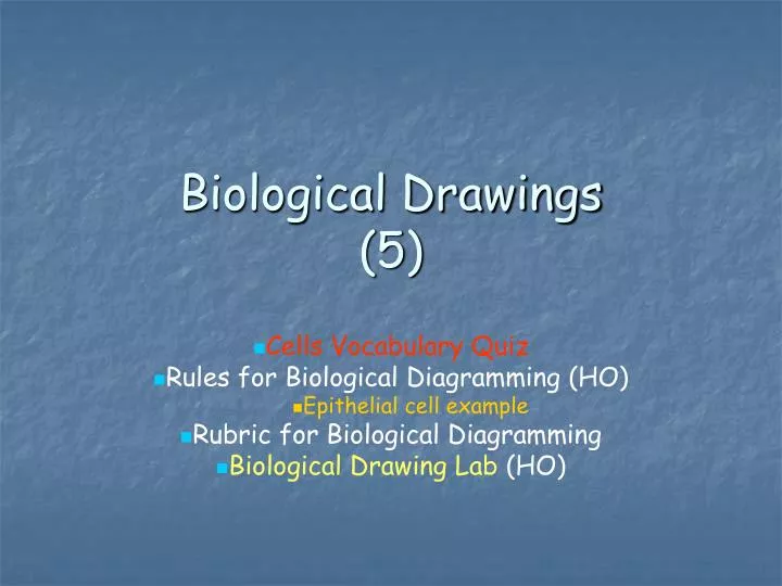 biological drawings 5