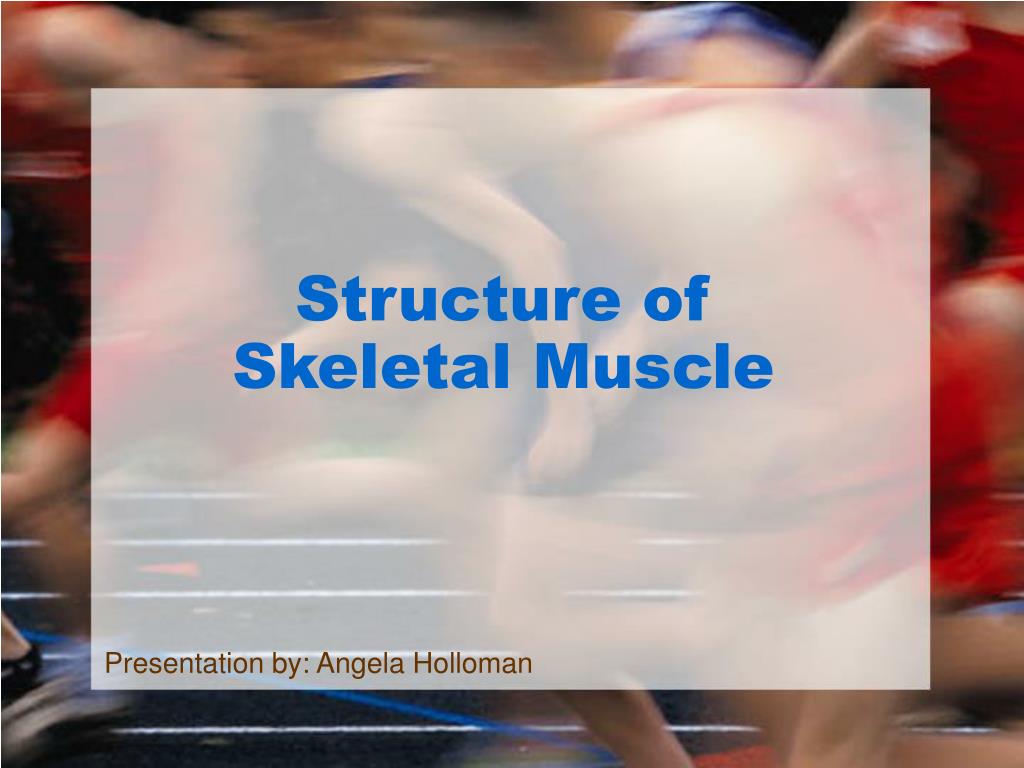 PPT - Structure of Skeletal Muscle PowerPoint Presentation, free ...