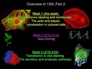 Overview of 130L Part 2