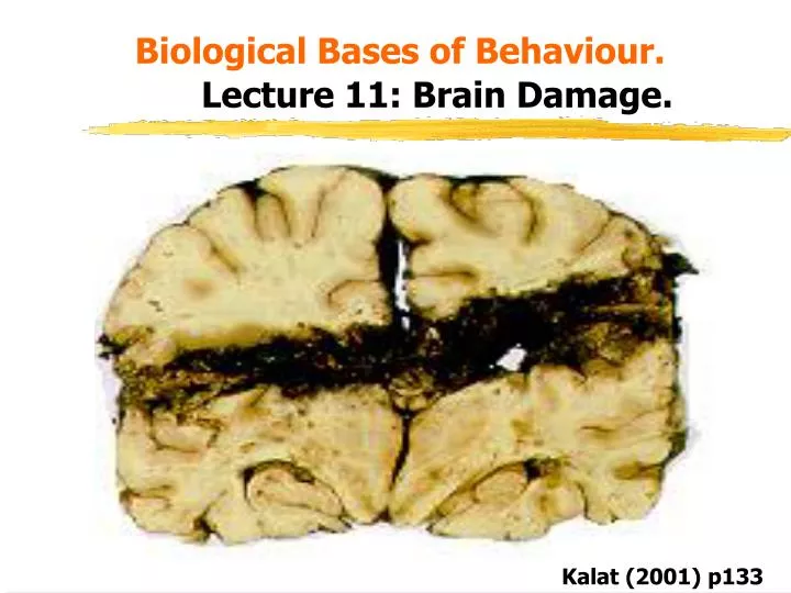 biological bases of behaviour lecture 11 brain damage
