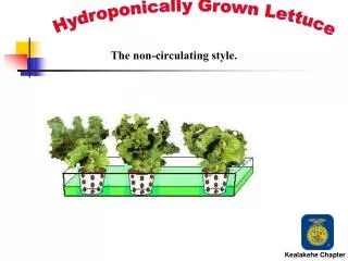 Hydroponically Grown Lettuce