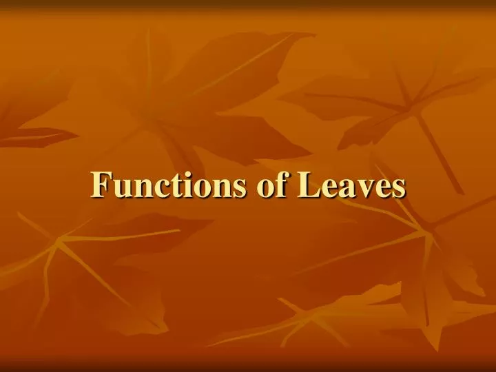 functions of leaves