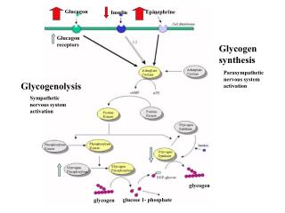 Glucagon receptors
