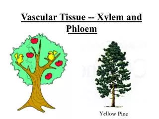 Vascular Tissue -- Xylem and Phloem