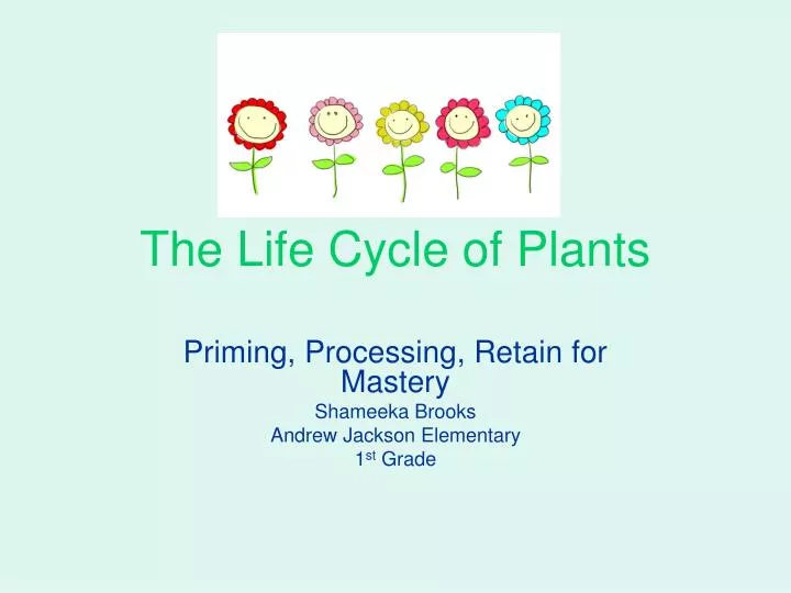 the life cycle of plants