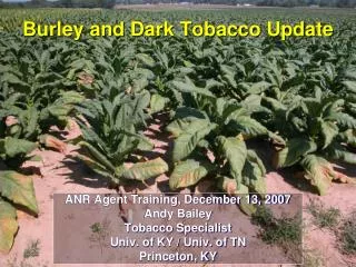 Burley and Dark Tobacco Update