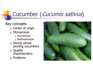 Cucumber ( Cucumis sativus )