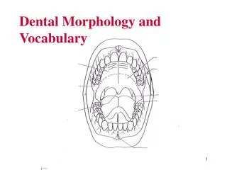 Dental Morphology and Vocabulary
