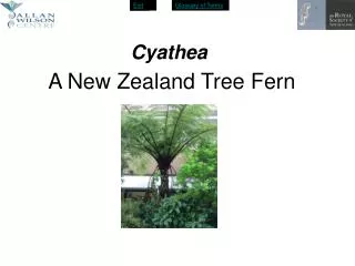 A New Zealand Tree Fern