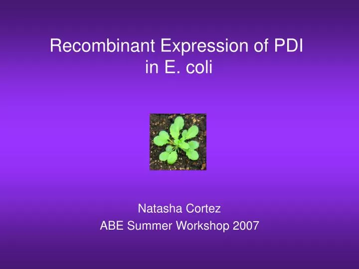 recombinant expression of pdi in e coli