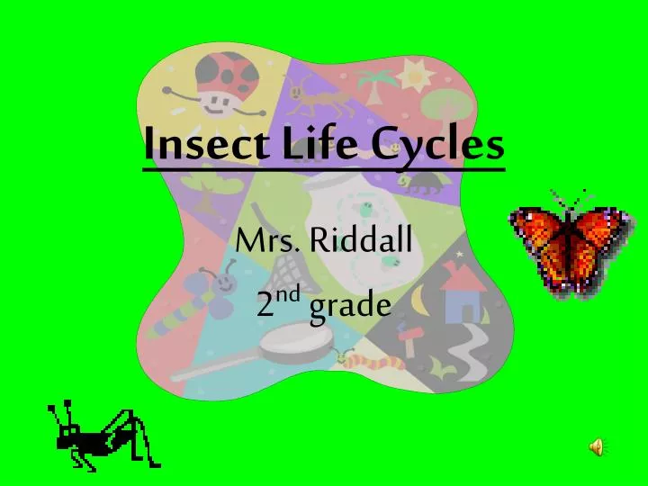 insect life cycles
