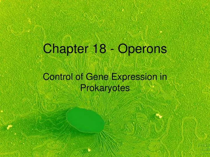 chapter 18 operons