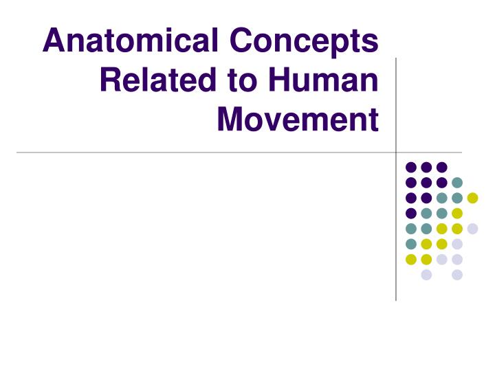 anatomical concepts related to human movement