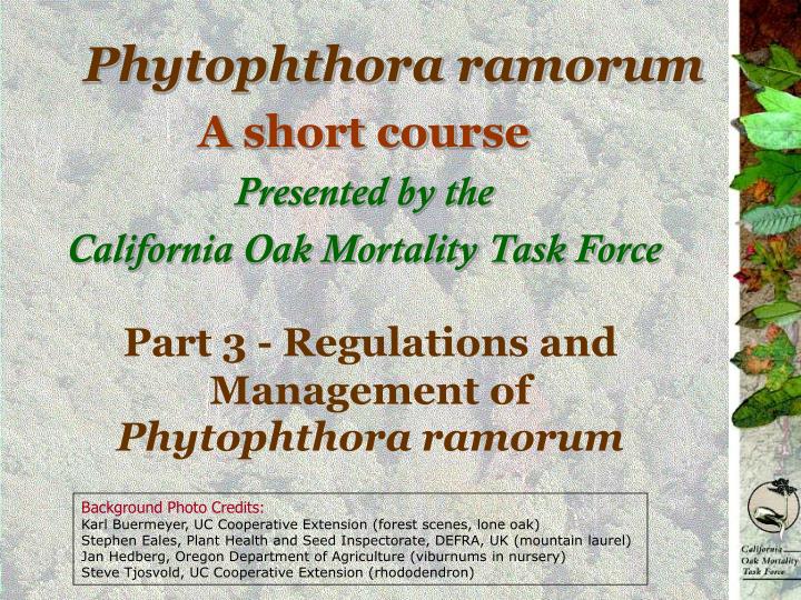 phytophthora ramorum